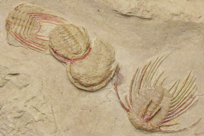 Red Selenopeltis & Asaphellus Trilobites - Fezouata Formation #213141